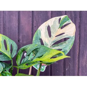 Monstera skvelá (Monstera deliciosa) ´AUREA VARIEGATA´ - výška 20-30 cm cm, kont. C1,5L
